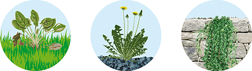 Desherbeur électrique