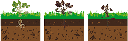 Desherbeur électrique